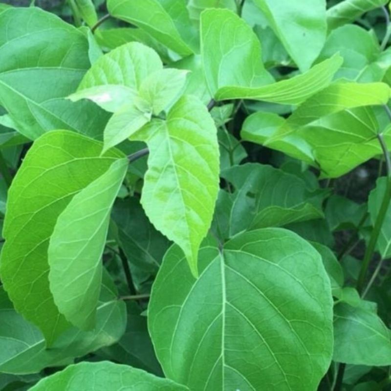 Lá vọng cách _cây giống lá cách