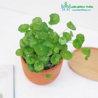 Cây cỏ đồng tiền để bàn đẹp