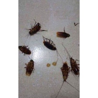 Thuốc xua đuổi côn trùng
