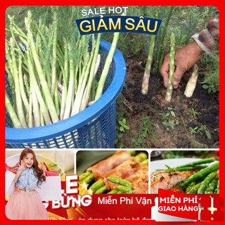 Hạt giống măng tây xanh f1 - 10 hạt / gói