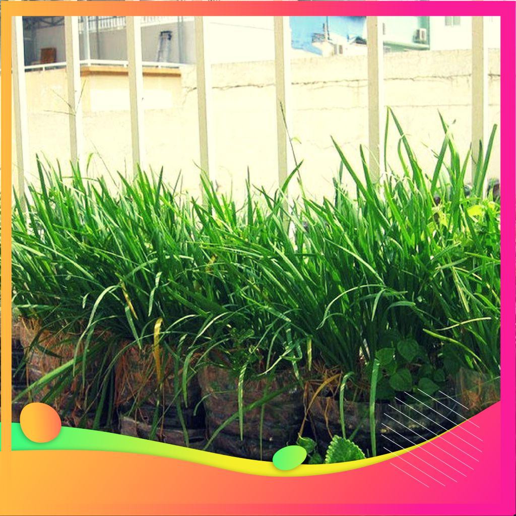 Hạt Giống Hẹ Ta - 5 Gram Hạt VIETGAR