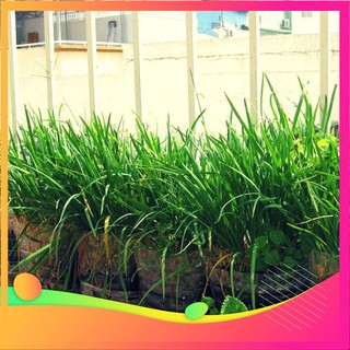 Hạt giống hẹ ta - 5 gram hạt vietgar