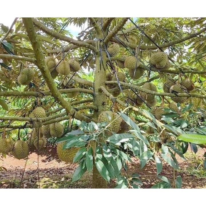 Cơm sầu riêng Ri6 Lâm Đồng Vũ Gia Farm