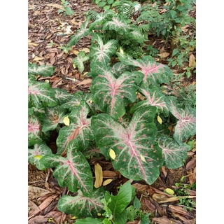 caladium cây môn