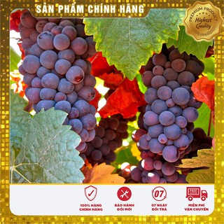 Hạt giống cây nho tím quả chùm ngọt