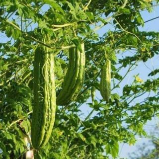 MƯỚP ĐẮNG KHỔNG LỒ THÁI LAN