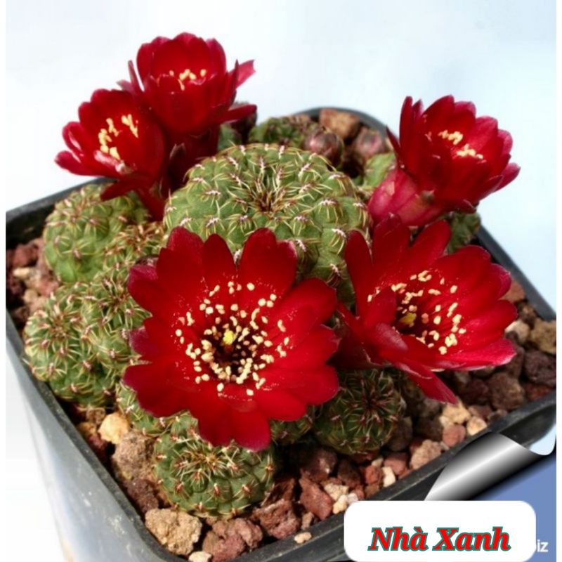 Sale 50%- Xương rồng Sulco rebutia rất hiếm -độc - lạ