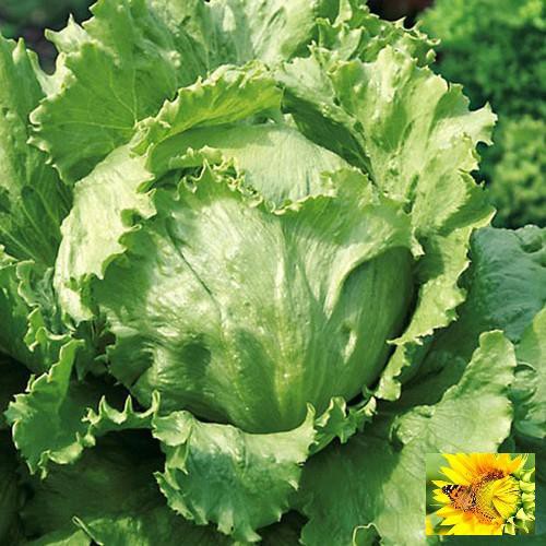 Hạt Giống Xà Lách Cuộn Xanh Siêu Dễ Trồng F1
