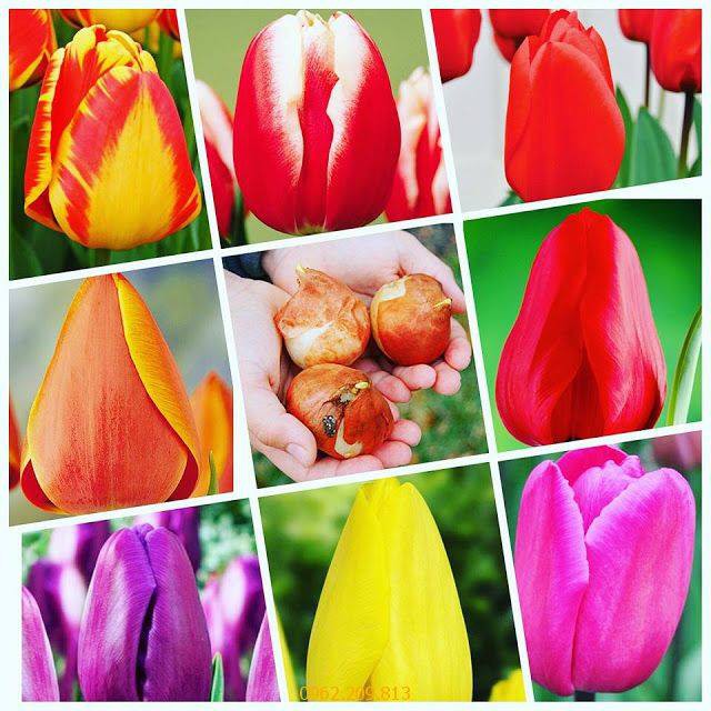 combo 5 củ tulip