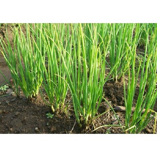 1gr - HẠT GIỐNG HÀNH LÁ