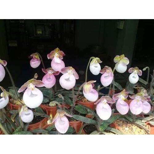 Lan hài mốc hồng cây đẹp khỏe