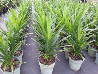 1Kg Lá dứa sấy khô