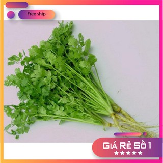 Hạt giống ngò rí 20g