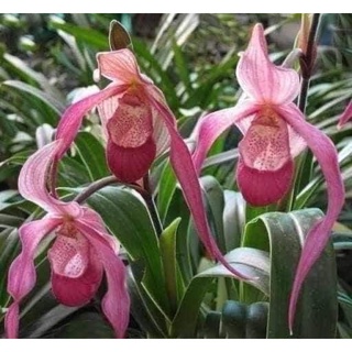 🍀BAO CHẤT🍀Hoa Lan hài râu