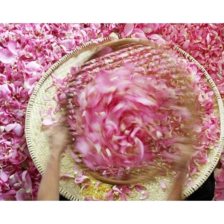 Hạt giống hoa sen ta