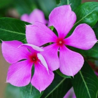 Cây con hoa dừa cạn