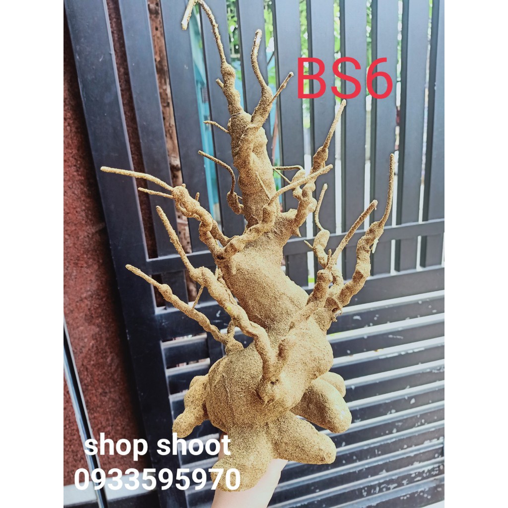 GỐC BONSAI BS6( CAO 40CM) LÀM THÂN MAI ĐÀO