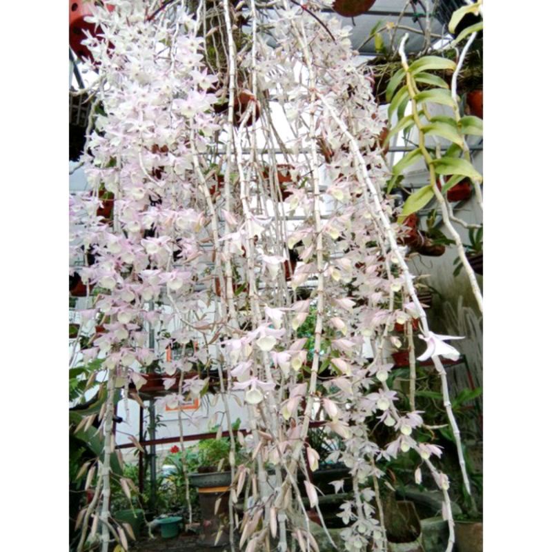 Lan giống hạc vĩ