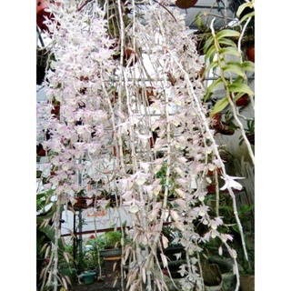 Lan giống hạc vĩ