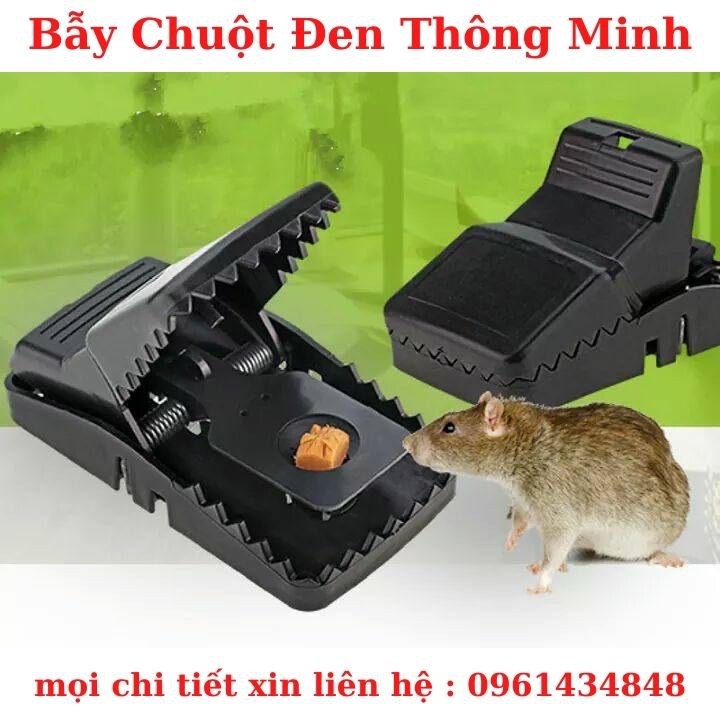 BẪY CHUỘT ĐEN THÔNG MINH