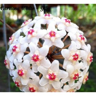 Cẩm cù Carnosa White chậu trung- số 15