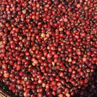 Cà phê sạch dòng Cao Cấp - ROFC ( Hương vị đậm đà)