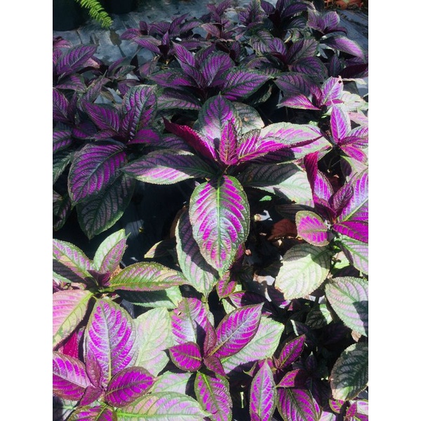 Lá Gấm Dạ quang thái