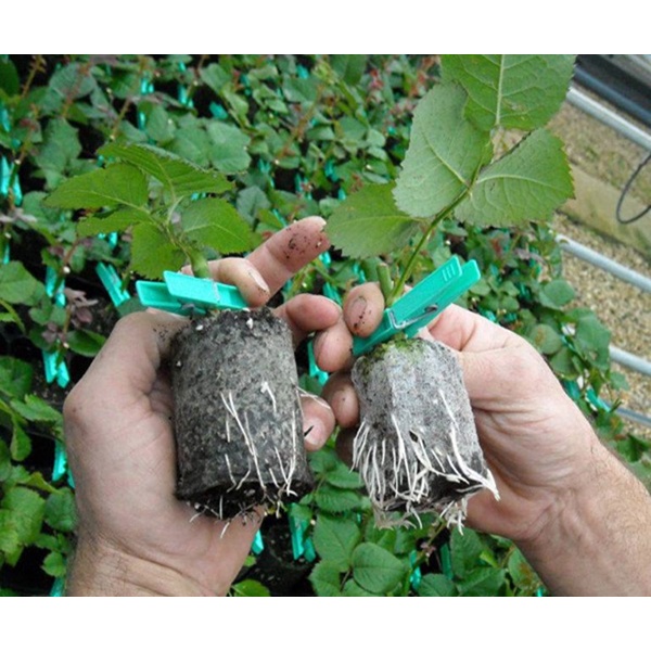 Bột kích rễ hàng nội địa Trung Quốc Polypeptide Rooting Powder gói 30gr, chất lượng vượt trội