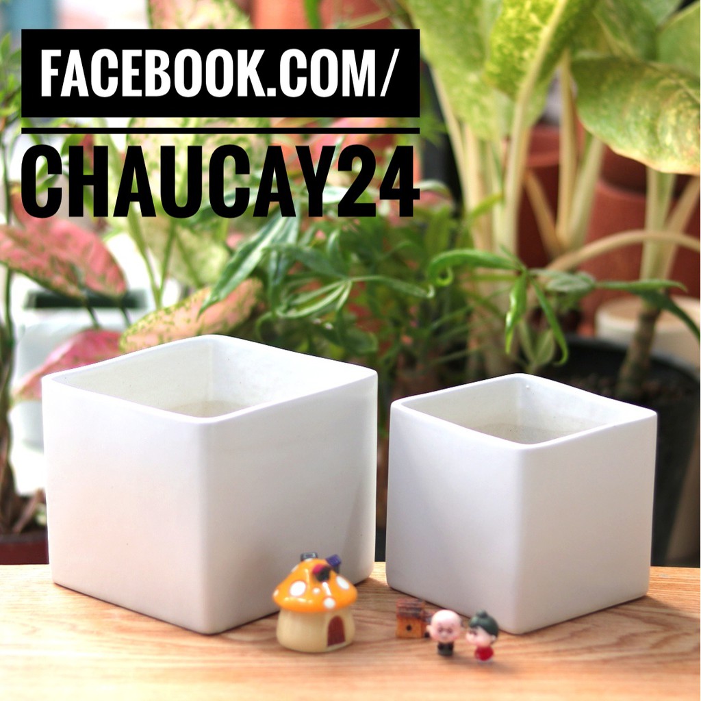 Chậu cây cảnh để bàn, cây văn phòng, cây hoa kiểng, cây bonsai hình vuông