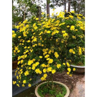 [ XẢ - CẮT LỖ] Hoa cúc thân gỗ