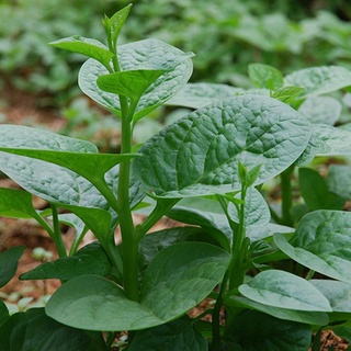 Hạt giống rau Mùng tơi (mồng tơi) gói 20 gram
