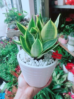 Chậu Lưỡi Hổ Thái