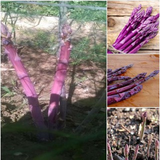 Hạt giống măng tây tím 20 hạt ( tặng kèm 3 viên nén kích thích ươm hạt )