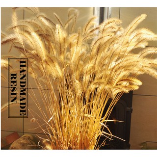 Hoa khô trang trí Resin - Cỏ Vân Nam