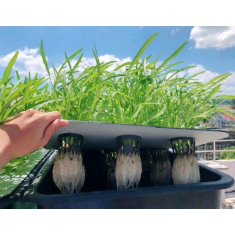 Bộ Thùng Trồng Thuỷ Canh Tĩnh Tiện Lợi, Dễ Sử Dụng