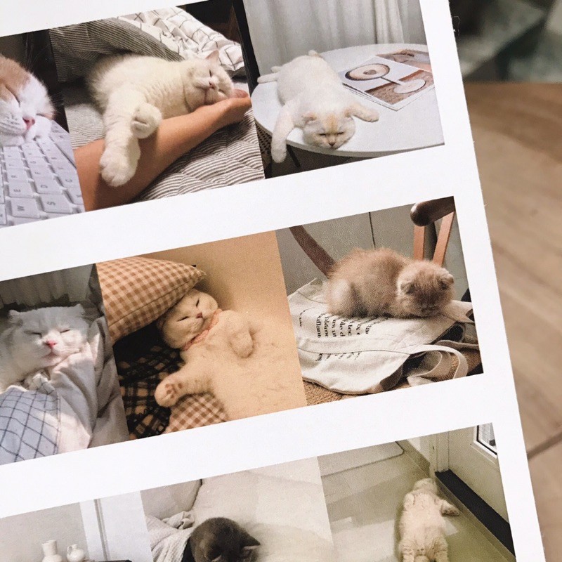 Lazy Baby Kitties Sticker Korean Style Đáng Yêu Trang Trí Sổ Tay