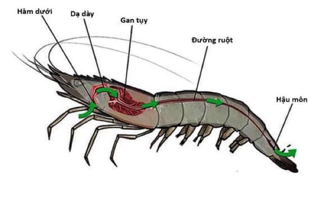 Vi sinh cao cấp