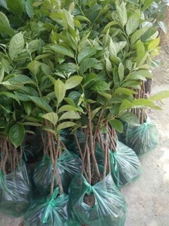 Cây hồng giòn