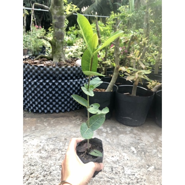 Cây Giống Bông Trang Cam Pháp Lá Trung - Hoa Mẫu Đơn (ảnh Thật) Boiboi.Organic, Cây Trong Bầu Đất, Rễ Mạnh
