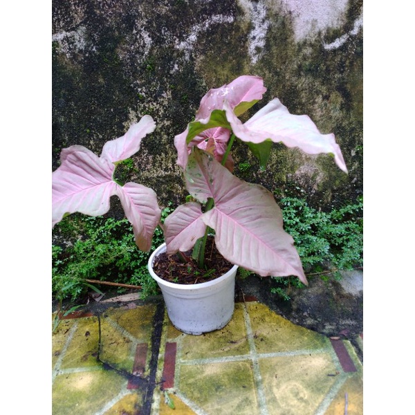Trầu bà hồng