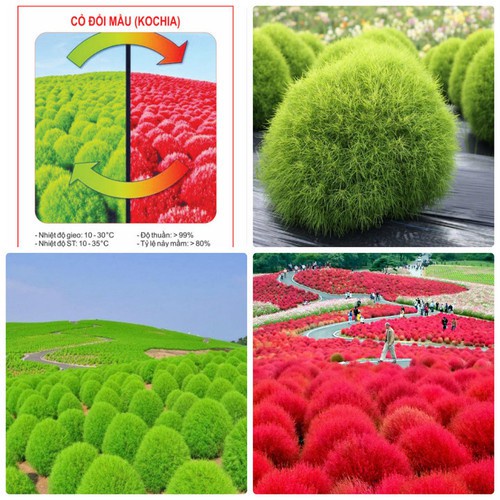 Hạt Giống Cỏ Đổi Màu F1 Loại Siêu Dễ Trồng Hoa Nở Đẹp Kháng Sâu Bệnh (100gram, 200gr, 500gram)