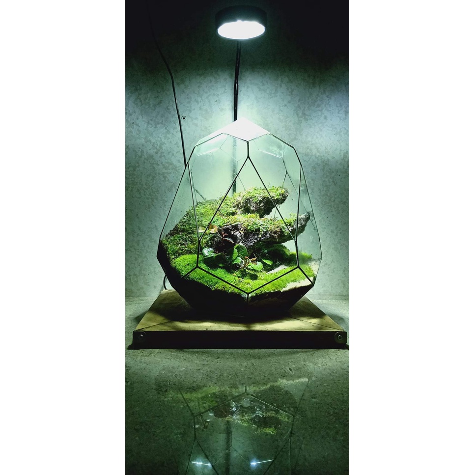 Bình thủy tinh đa giác terrarium tiểu cảnh bán cạn, nuôi cá .trồng sen đá