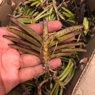 lan hoả hoàng cam bó 5 cây  35k