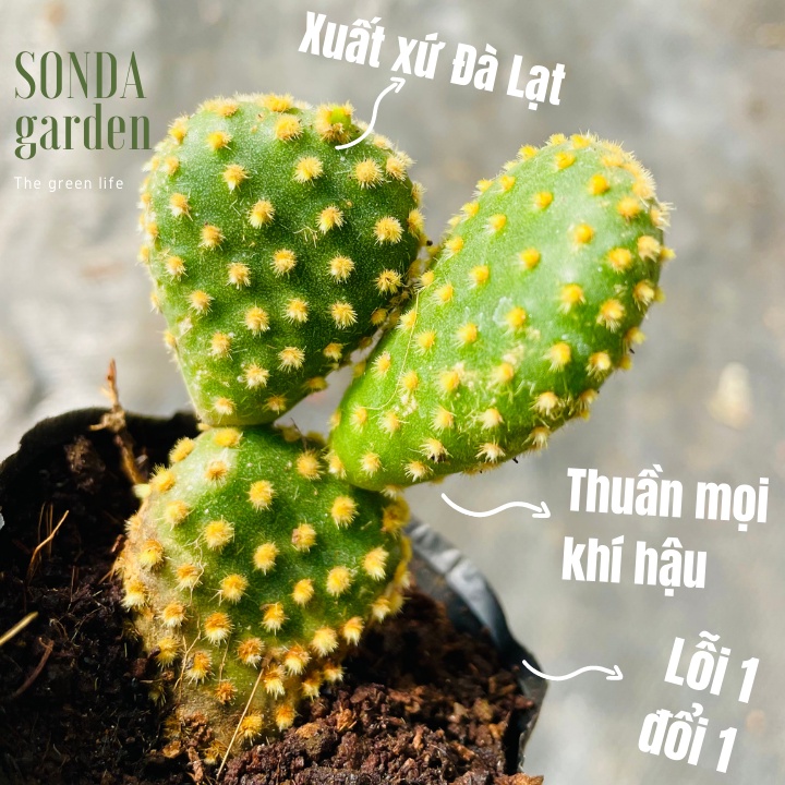 Xương rồng tai thỏ SONDA GARDEN size bé 5-8cm, xuất xứ Đà Lạt, khoẻ đẹp, lỗi 1 đổi 1