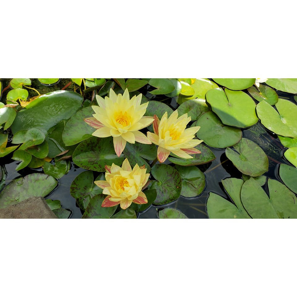 Cây súng Paranee Tanachai siêu đẹp- cây trưởng thành.