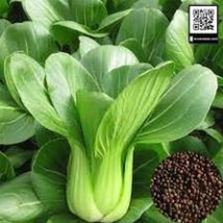 Hạt giống rau cải chip