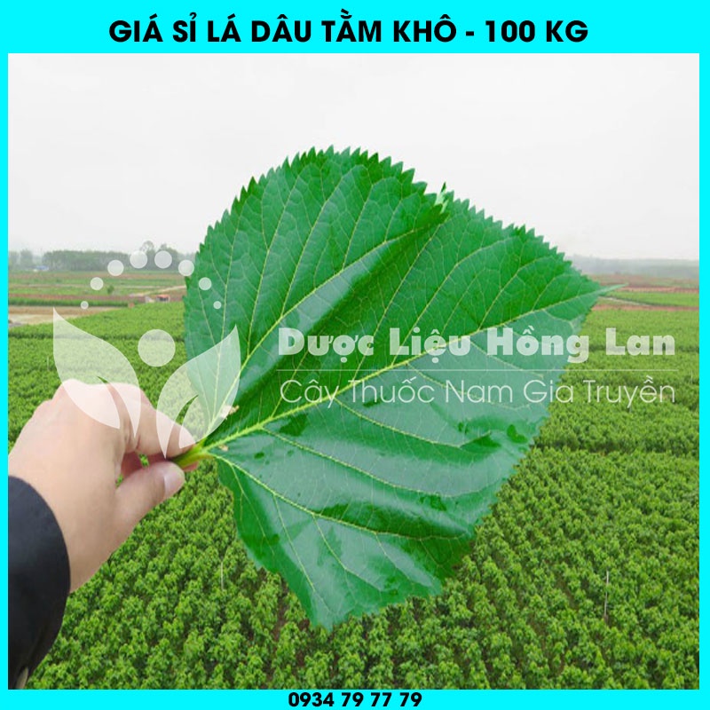 Cung cấp sỉ LÁ DÂU TẰM khô giá bán 100kg - Công ty dược liệu Hồng Lan
