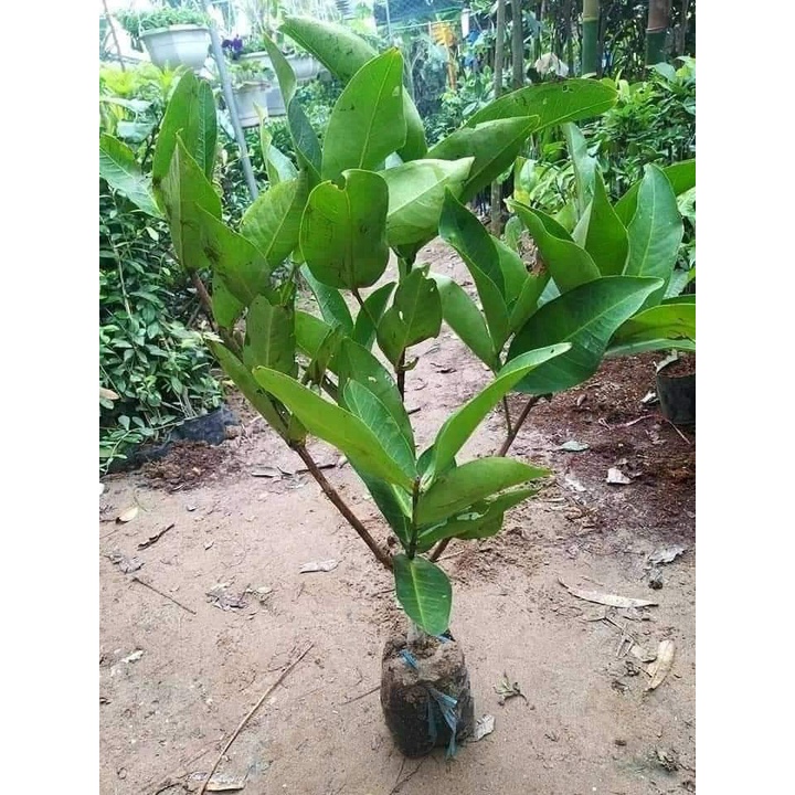 Cây giống roi xanh siêu ngọt