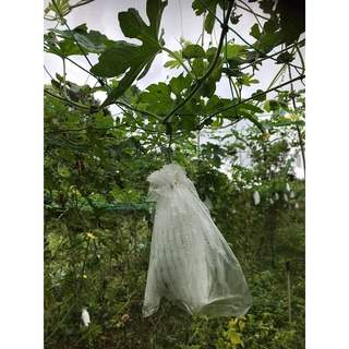 Khổ qua hữu cơ