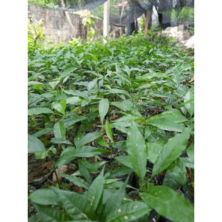 cây giống rau ngót rừng(rau sắng)